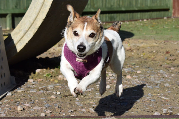 Exercising With Your Dog – Keeping Tails Wagging at Every Age