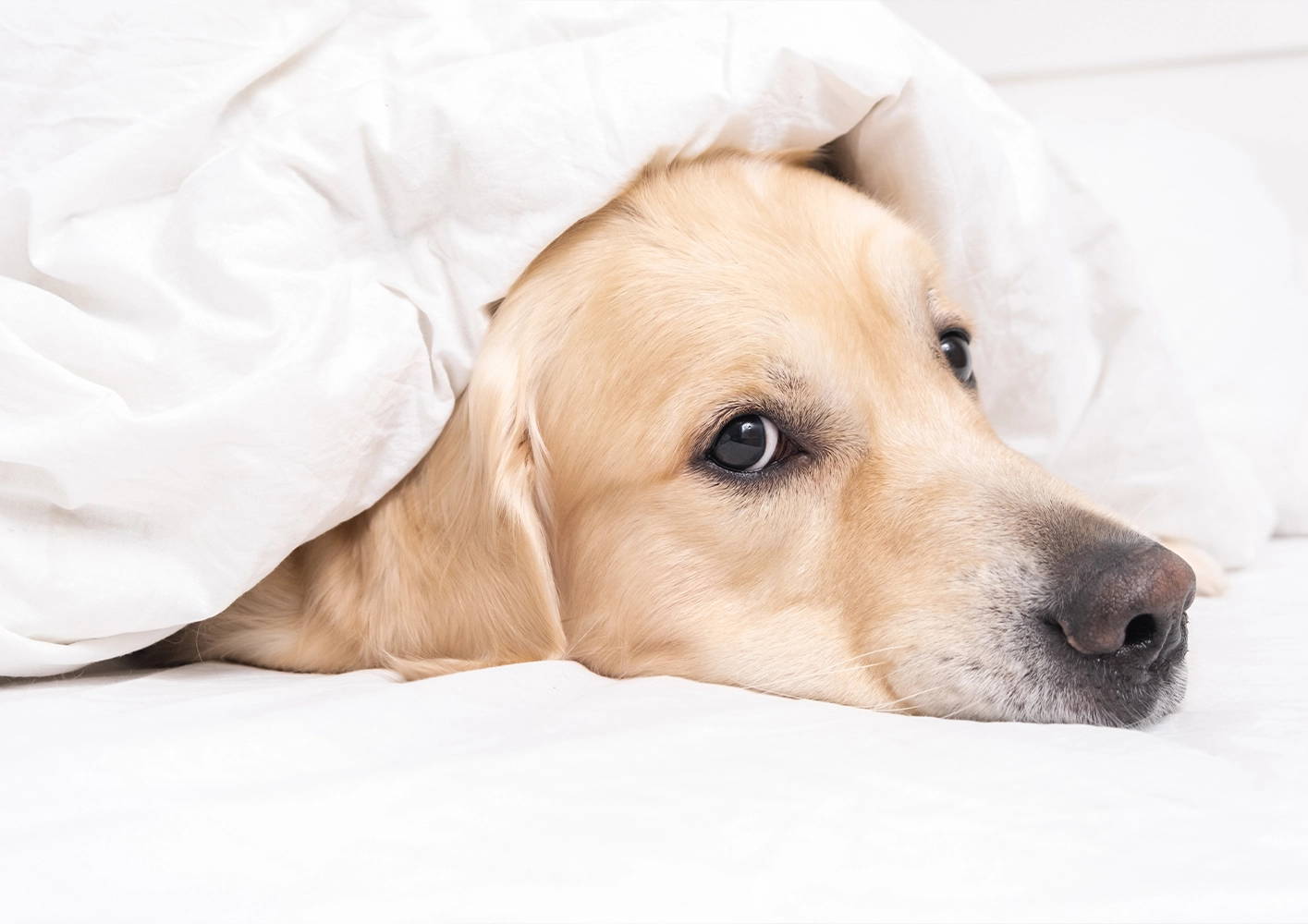 5 tips for keeping your dog relaxed around fireworks this new year