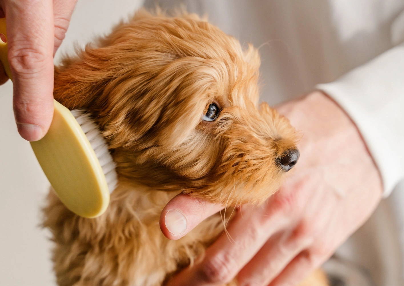 Grooming Essentials from Battersea