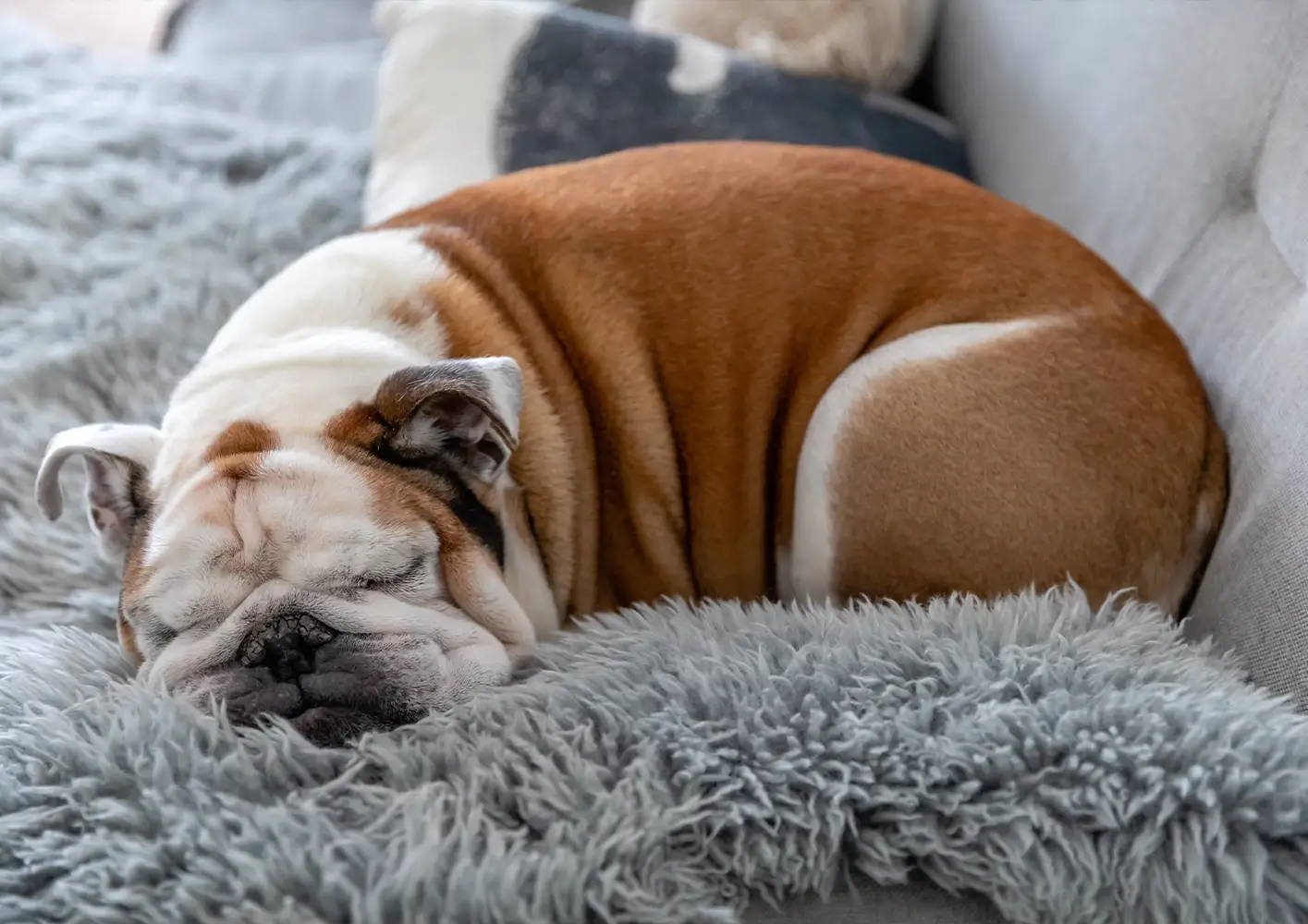 Low Maintenance and Laid Back Dog Breeds